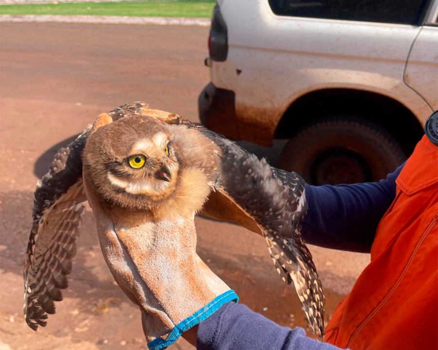 Defesa Civil orienta população e reforça atendimento em casos com animais silvestres