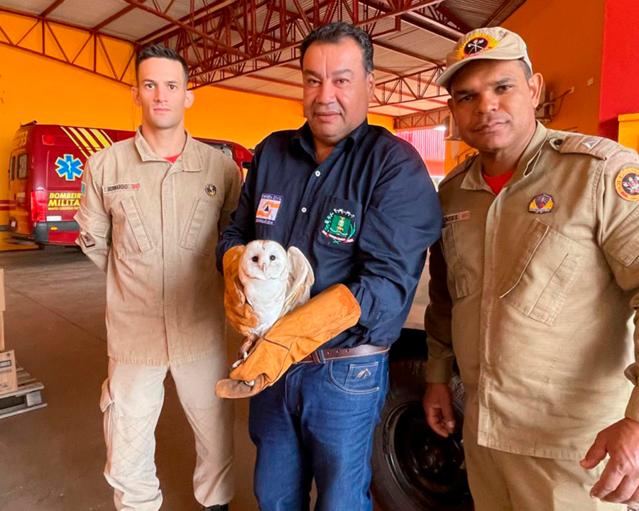 Coruja-suindara é resgatada por equipes da Defesa Civil e Corpo de Bombeiros em Sidrolândia