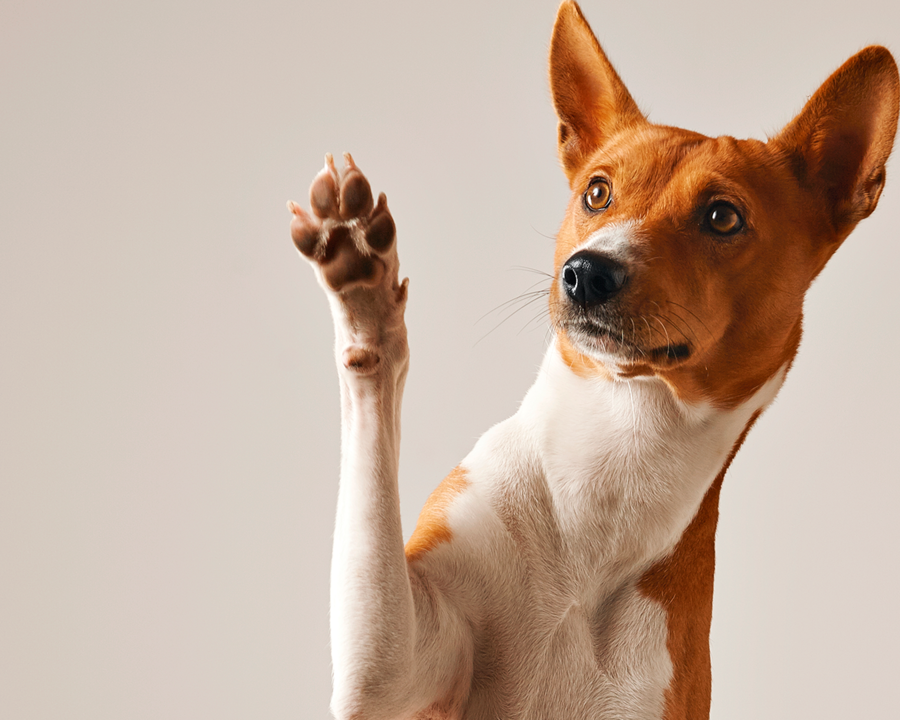 Agosto Verde-Claro: semana de combate à leishmaniose terá orientação e testagem de cães