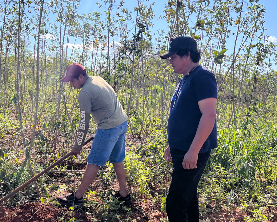 Ramas de mandioca são cultivadas por produtores indígenas em Sidrolândia